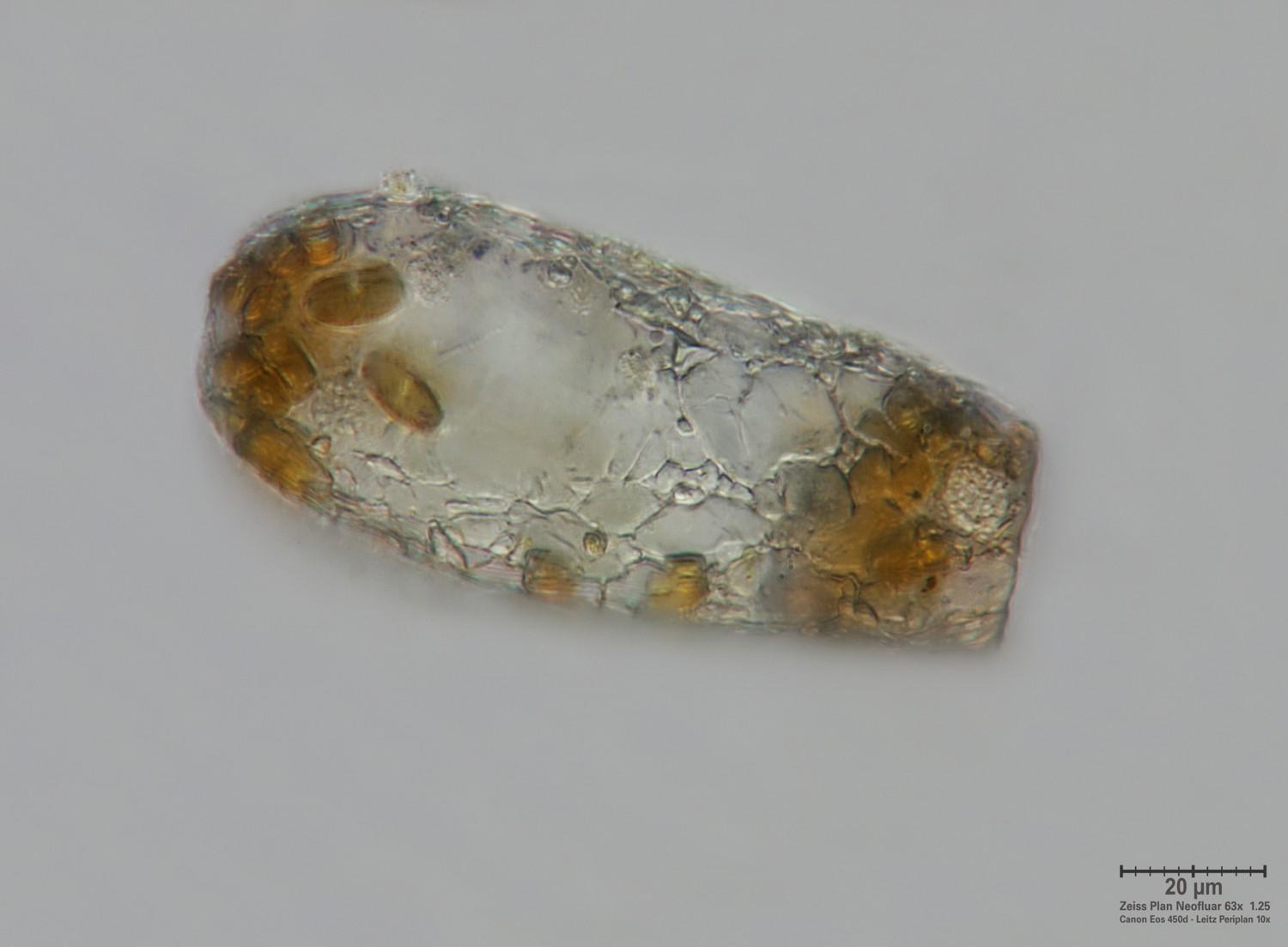 Tecameba